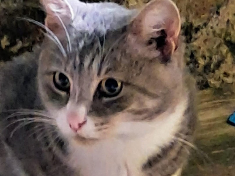 Adozione gatto, maschio, Razza sconosciuta Razza sconosciuta, 2 anni e 10 mesi, taglia non valida, Sassari