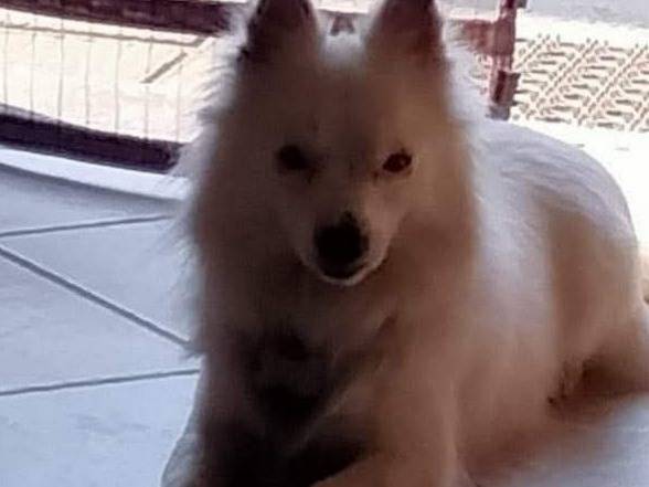 Adozione cane, maschio, Razza sconosciuta Razza sconosciuta, 3 anni e 4 mesi, taglia piccola, Pavia
