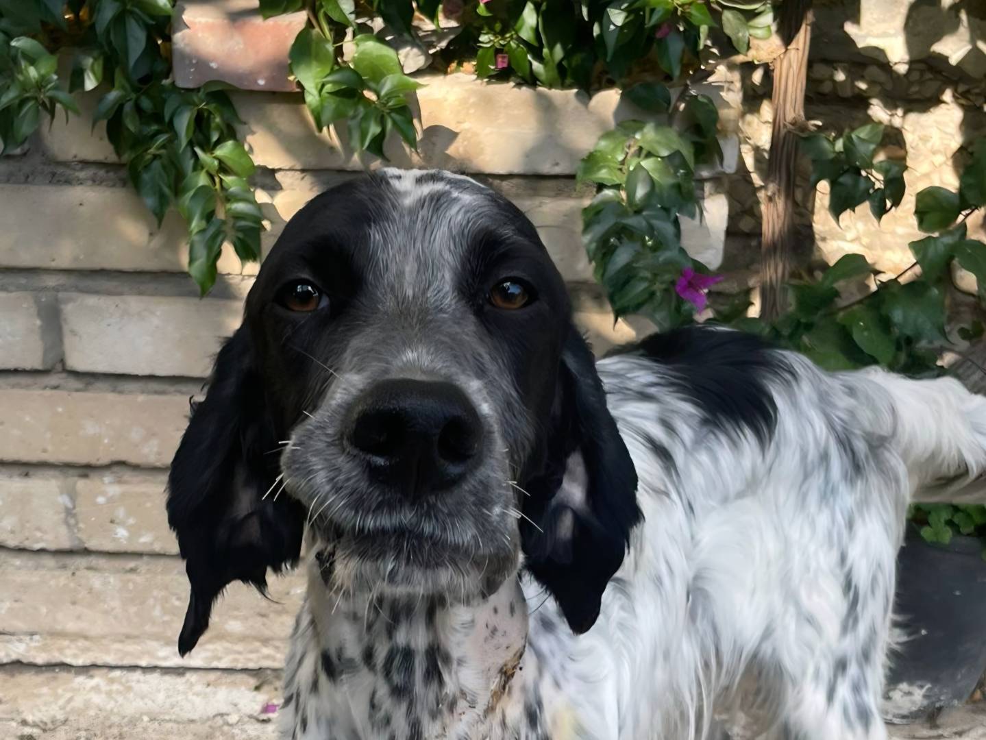 Adozione cane, maschio, Setter Inglese Razza sconosciuta, 3 anni e 1 mese, taglia media, Brescia