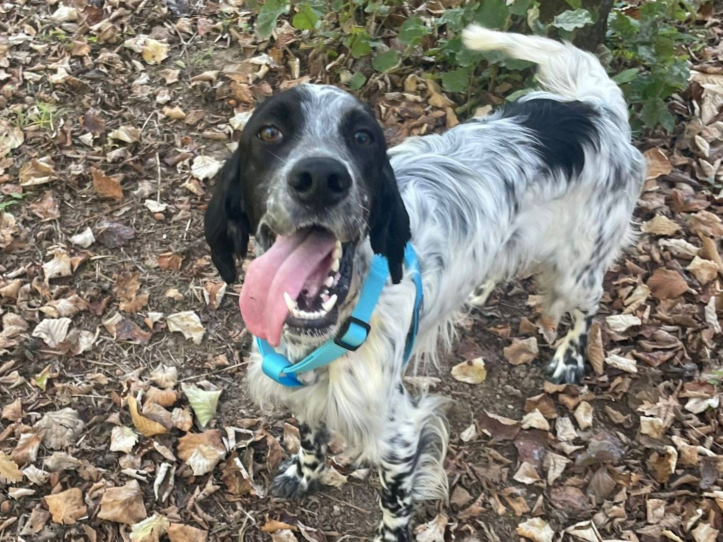 Adotta un cane, maschio, 3 anni e 1 mese, Brescia