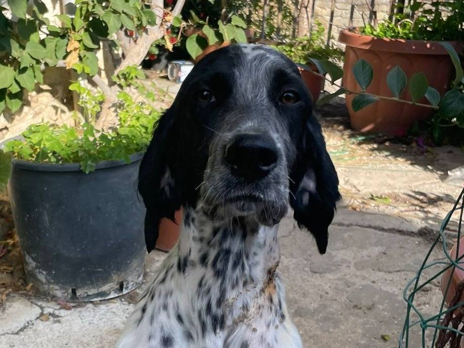 Vuoi adottare un cane a Brescia?