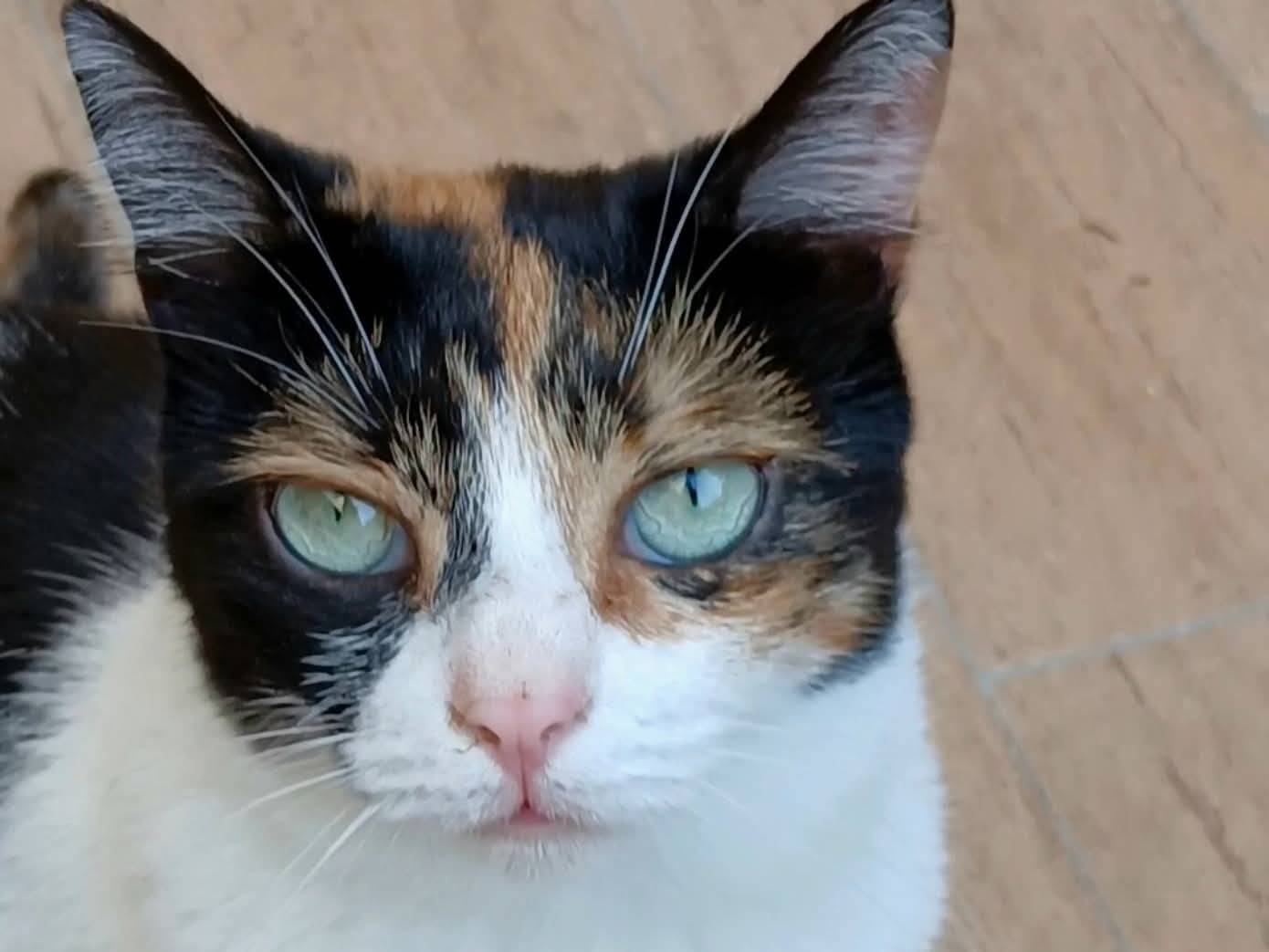 Adozione gatto, femmina, Razza sconosciuta Razza sconosciuta, 4 anni e 2 mesi, taglia non valida, Napoli