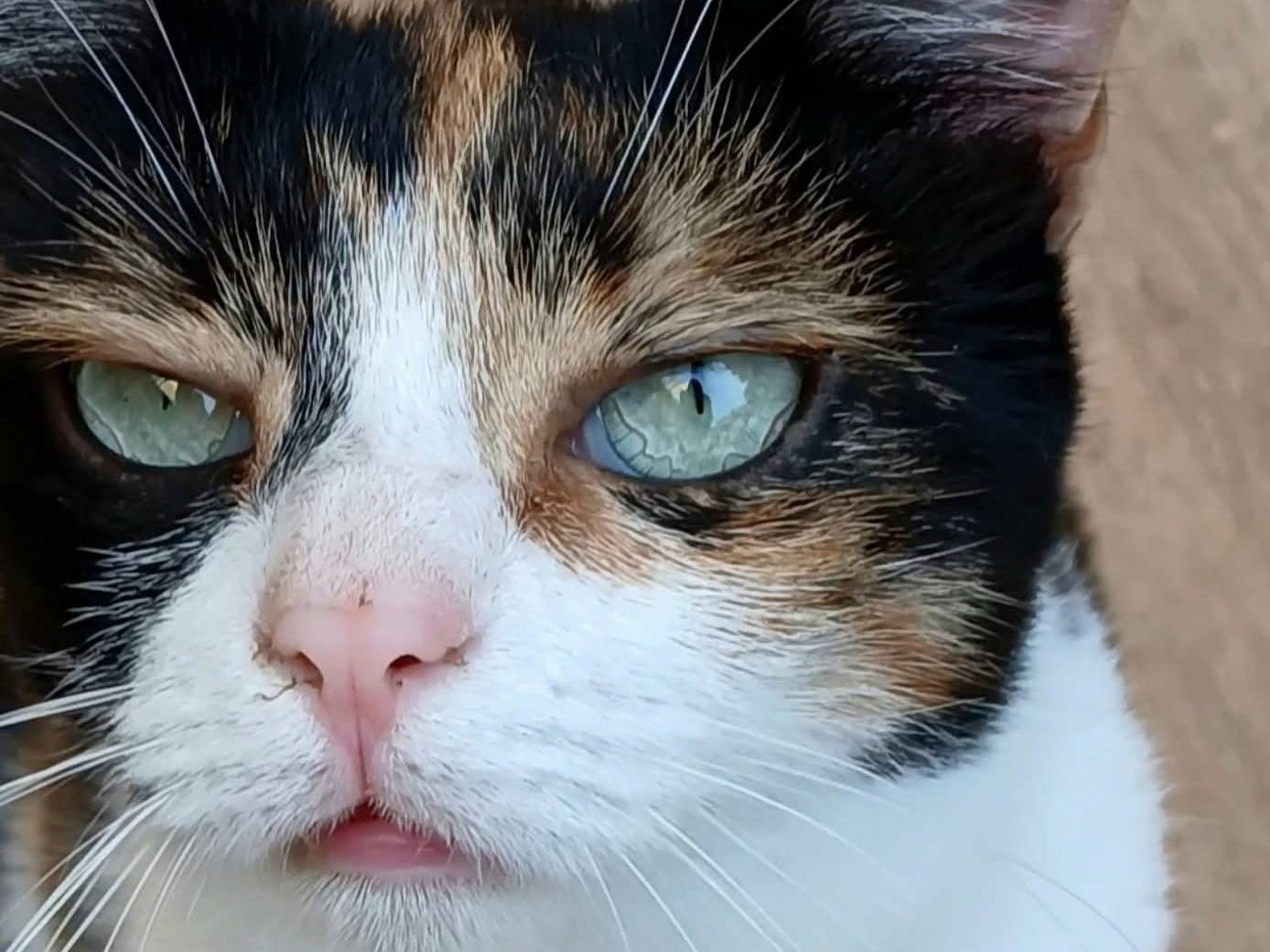 Adotta un gatto, taglia non valida, femmina, Napoli