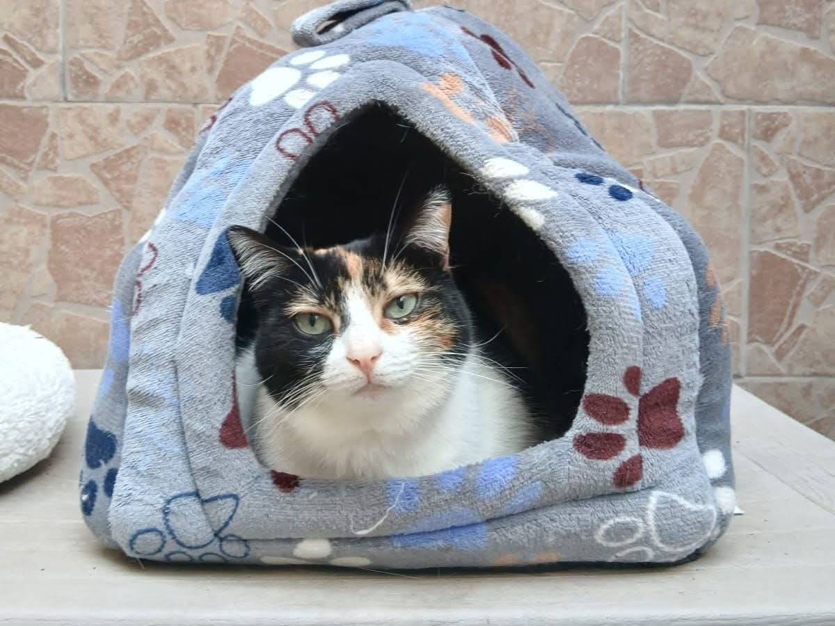 Vuoi adottare un gatto a Napoli?