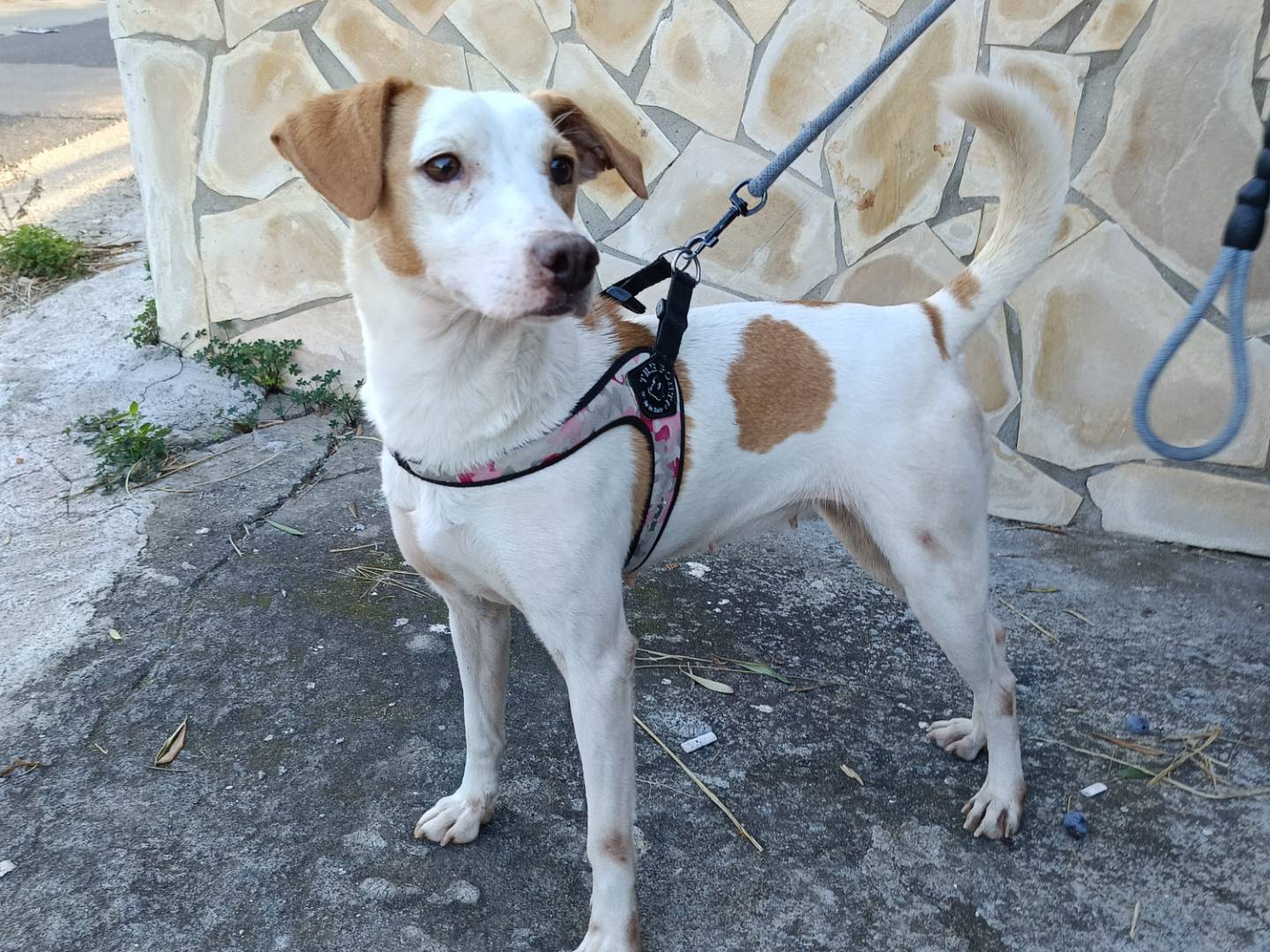 Adozione cane, femmina, Razza sconosciuta Razza sconosciuta, 1 anno e 10 mesi, taglia media contenuta, Siracusa