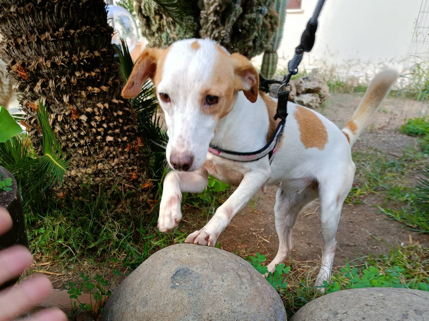 Adotta un cane, femmina, 1 anno e 10 mesi, Siracusa