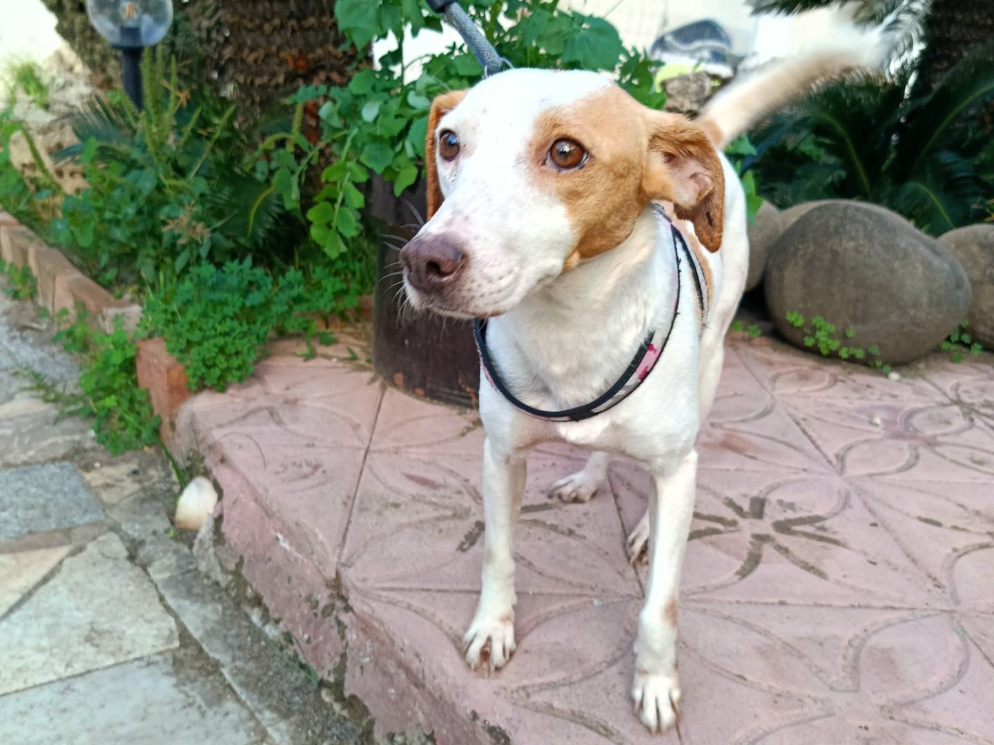 Vuoi adottare un cane a Siracusa?