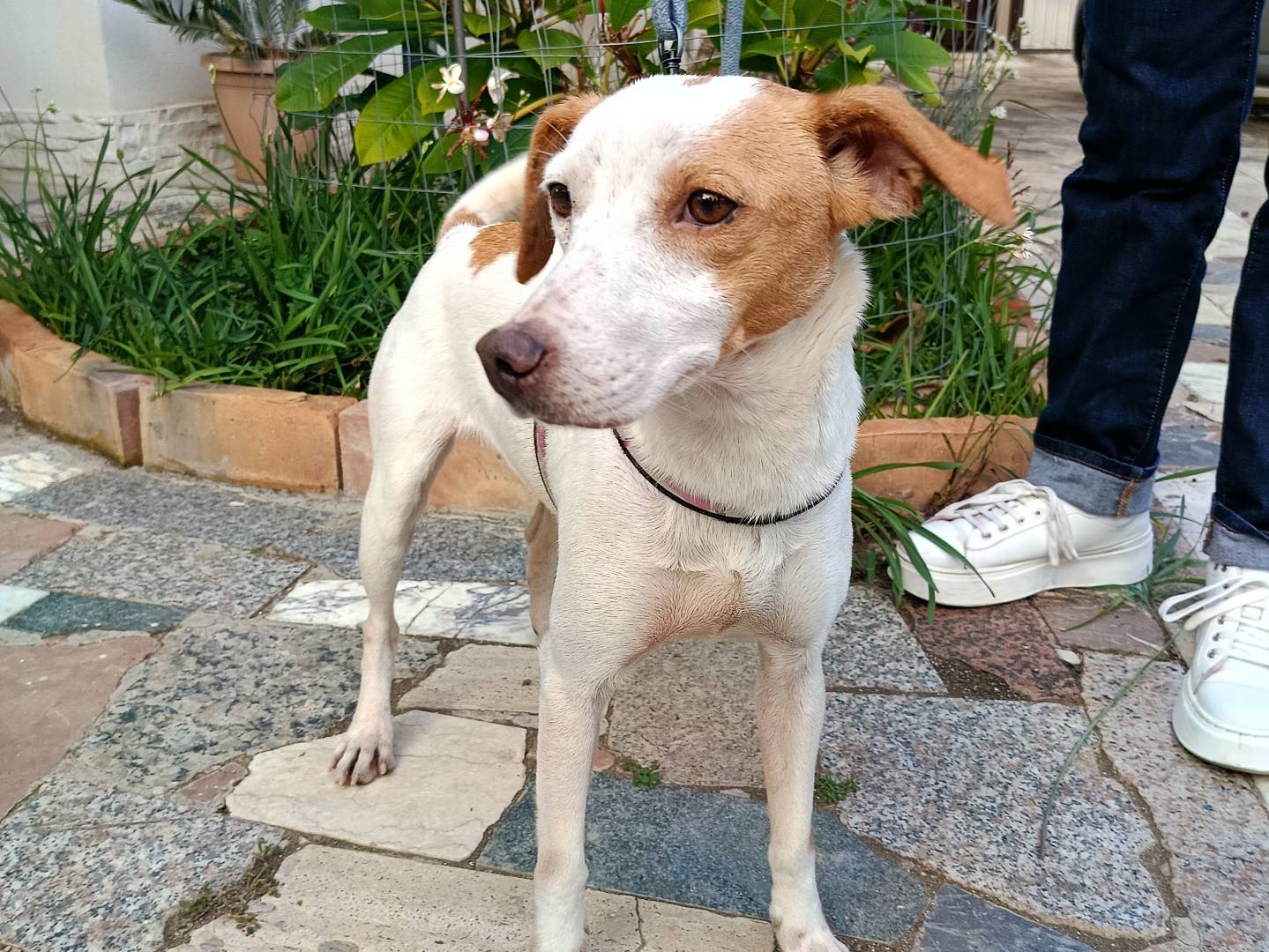 Adotta il cane LARA a Siracusa