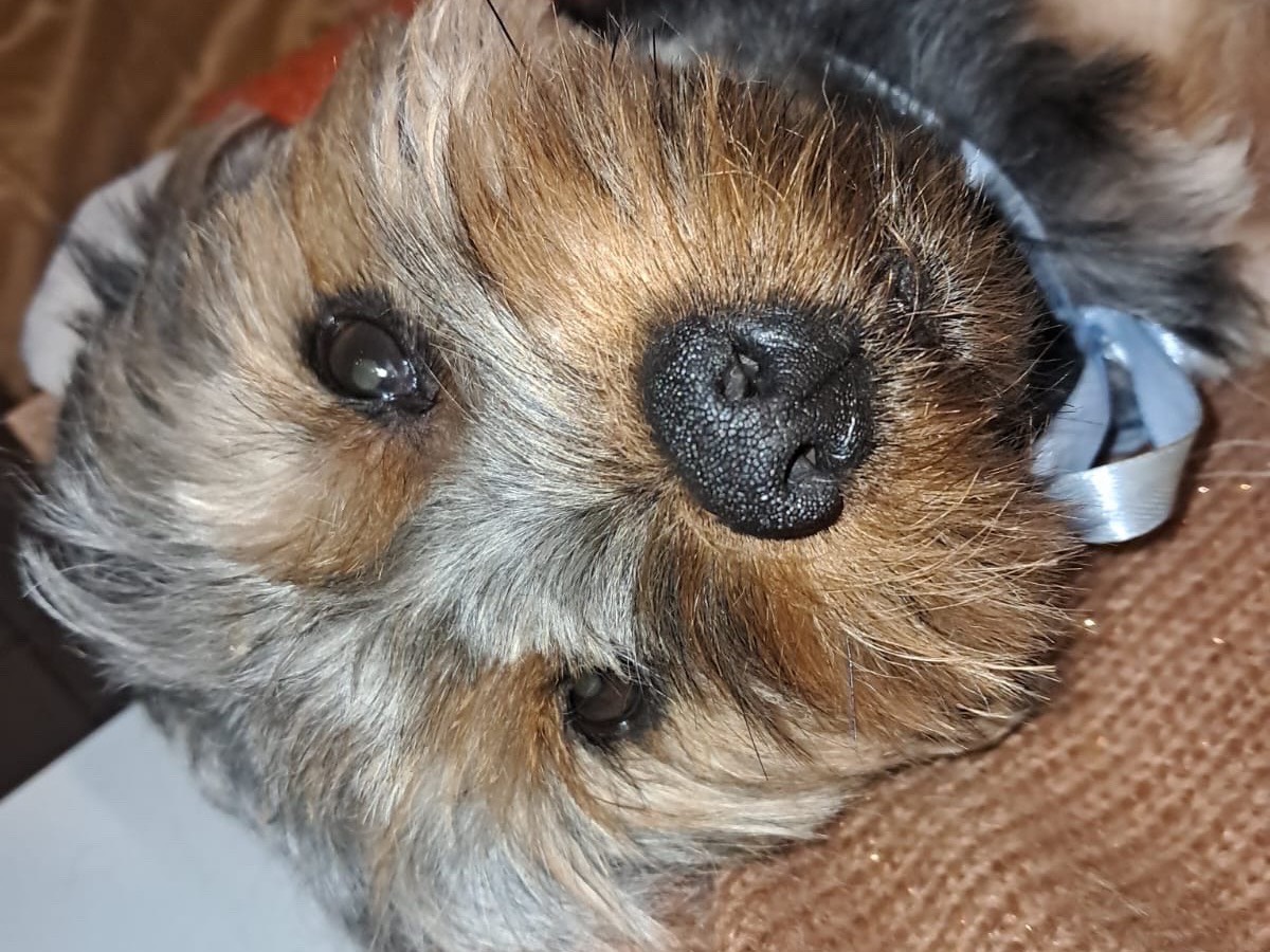 Adozione cane, maschio, Yorkshire Terrier Razza sconosciuta, 3 anni e 3 mesi, taglia piccola, Latina