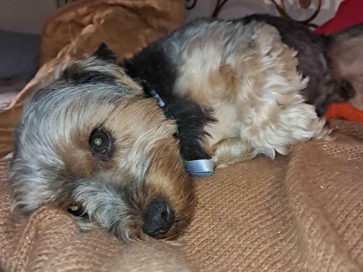 Adotta un cane, maschio, 3 anni e 3 mesi, Latina