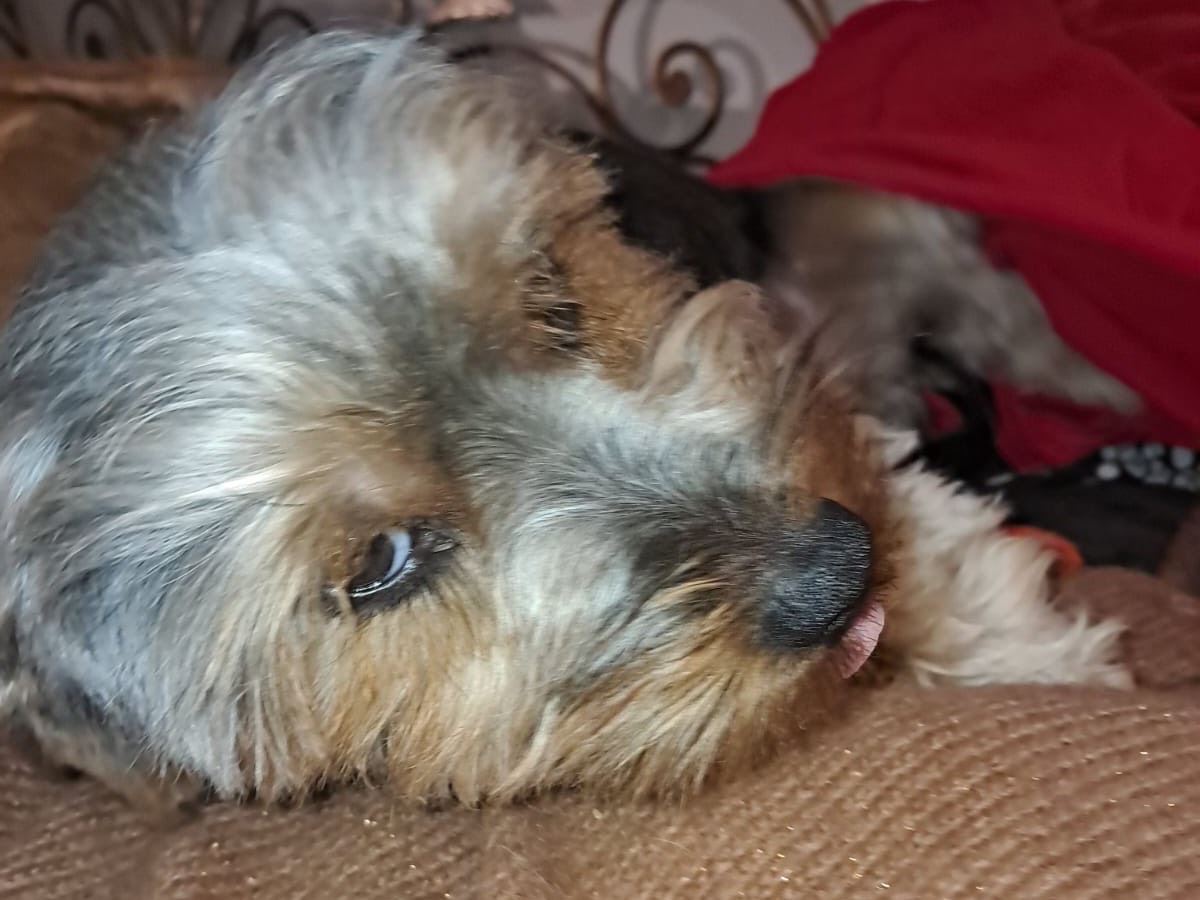 Adotta un cane, taglia piccola, maschio, Latina