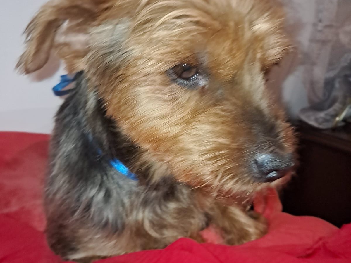 Adozione cane, maschio, Yorkshire Terrier Razza sconosciuta, 5 anni e 11 mesi, taglia piccola, Latina