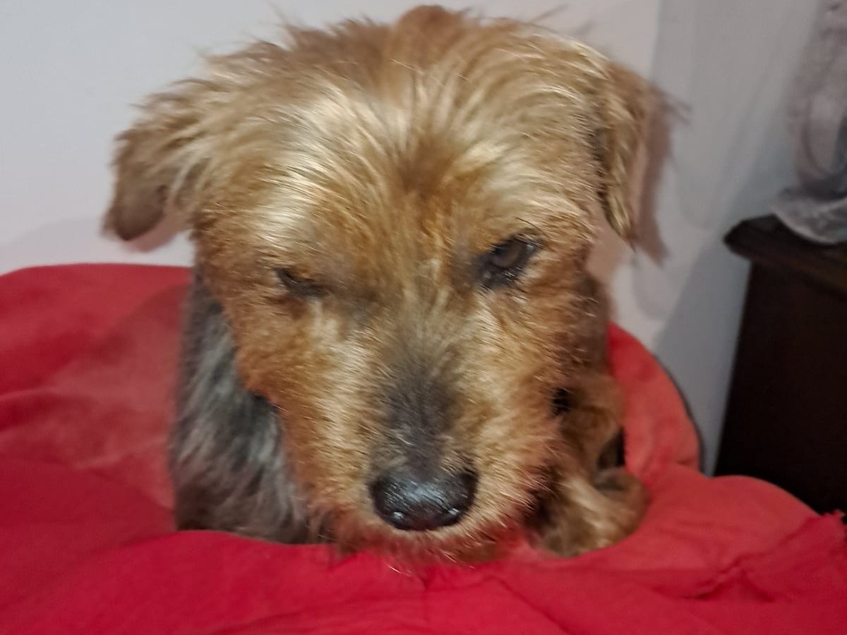 Adotta un cane, maschio, 5 anni e 11 mesi, Latina