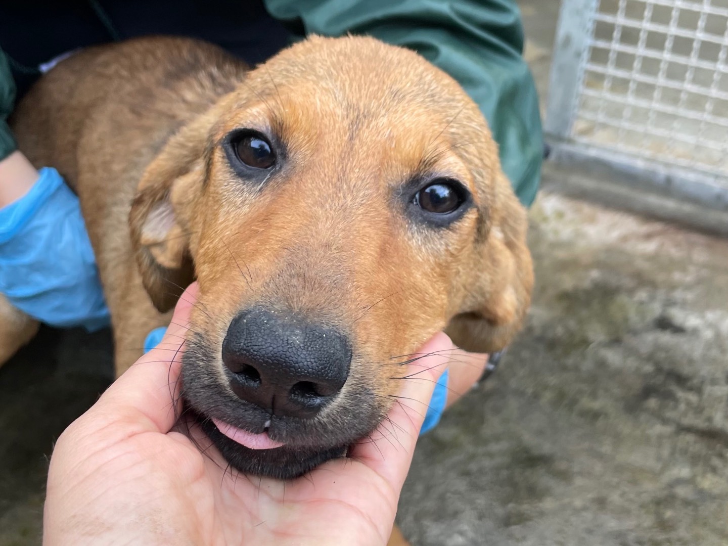 Adozione cane, femmina, Segugio Razza sconosciuta, 5 mesi, taglia media, Latina