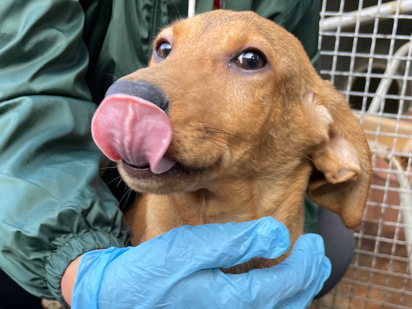 Adozione cane, femmina, Segugio Razza sconosciuta, 5 mesi, taglia media, Latina