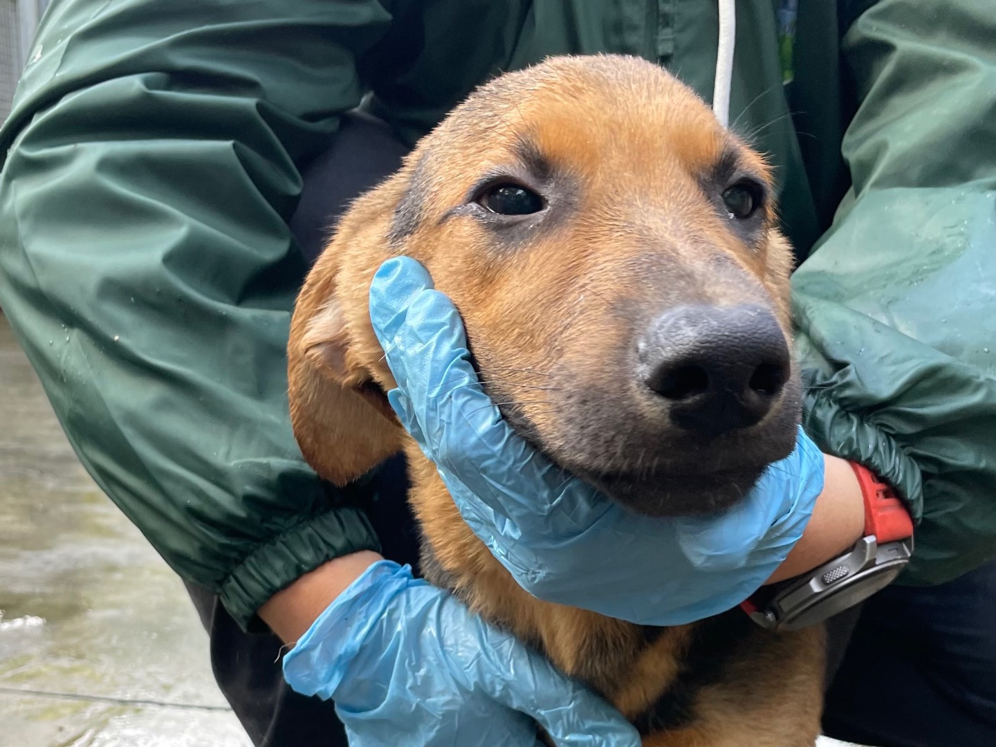 Adozione cane, maschio, Segugio Razza sconosciuta, 5 mesi, taglia media, Latina