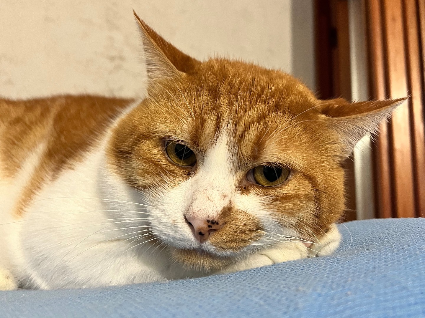 Adozione gatto, maschio, Razza sconosciuta Razza sconosciuta, 2 anni e 9 mesi, taglia non valida, Padova