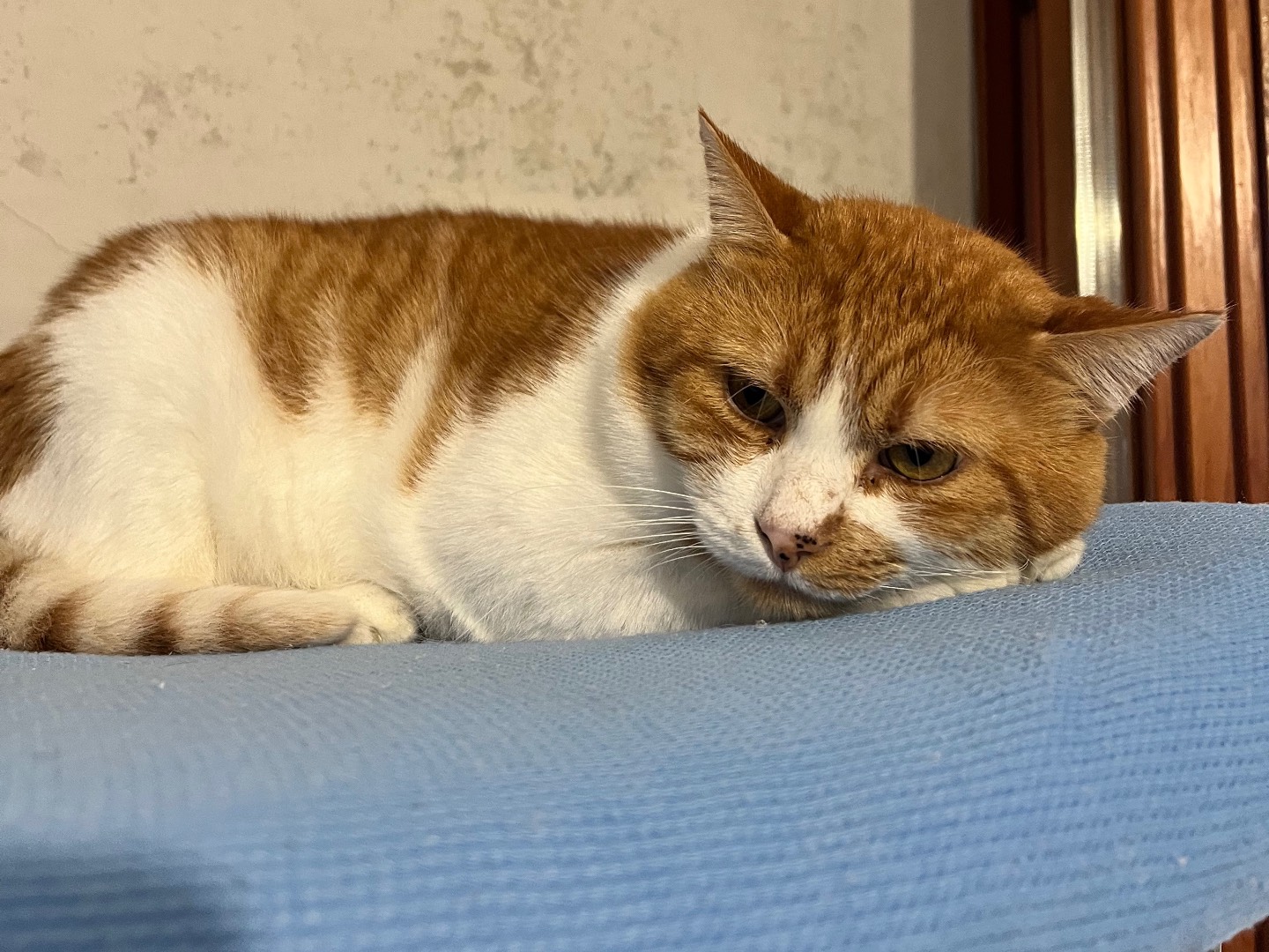 Adotta un gatto, maschio, 2 anni e 9 mesi, Padova