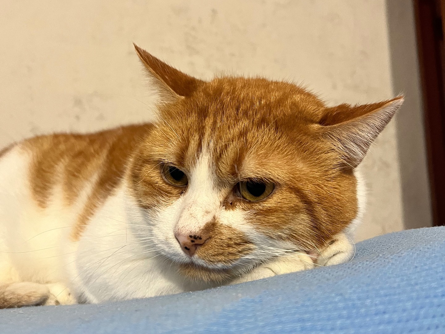 Adotta un gatto, taglia non valida, maschio, Padova