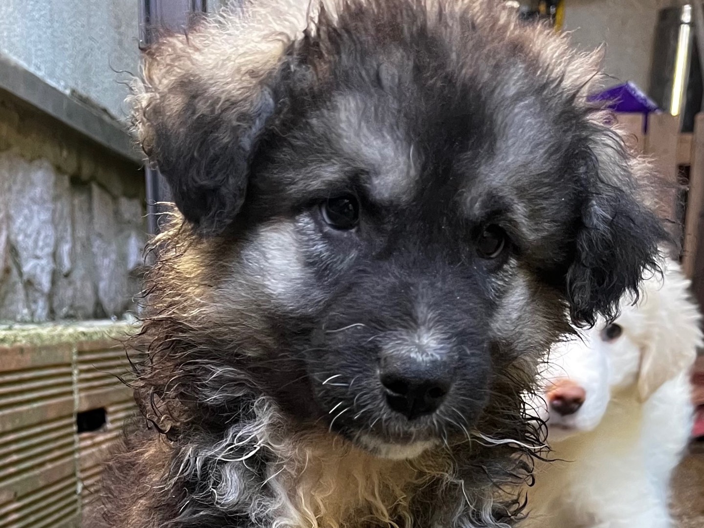 Adozione cane, femmina, Razza sconosciuta Razza sconosciuta, 2 mesi, taglia grande, Salerno