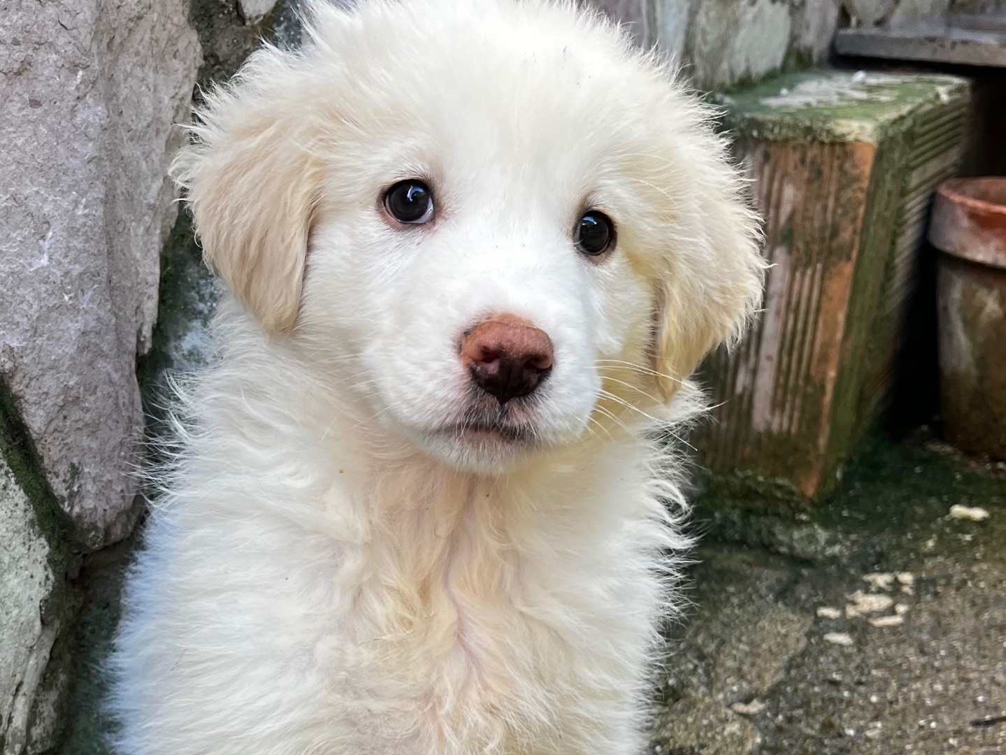 Adozione cane, femmina, Razza sconosciuta Razza sconosciuta, 2 mesi, taglia grande, Salerno
