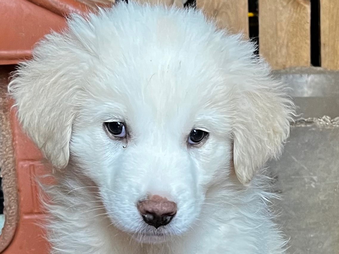 Adotta un cane, femmina, 2 mesi, Salerno