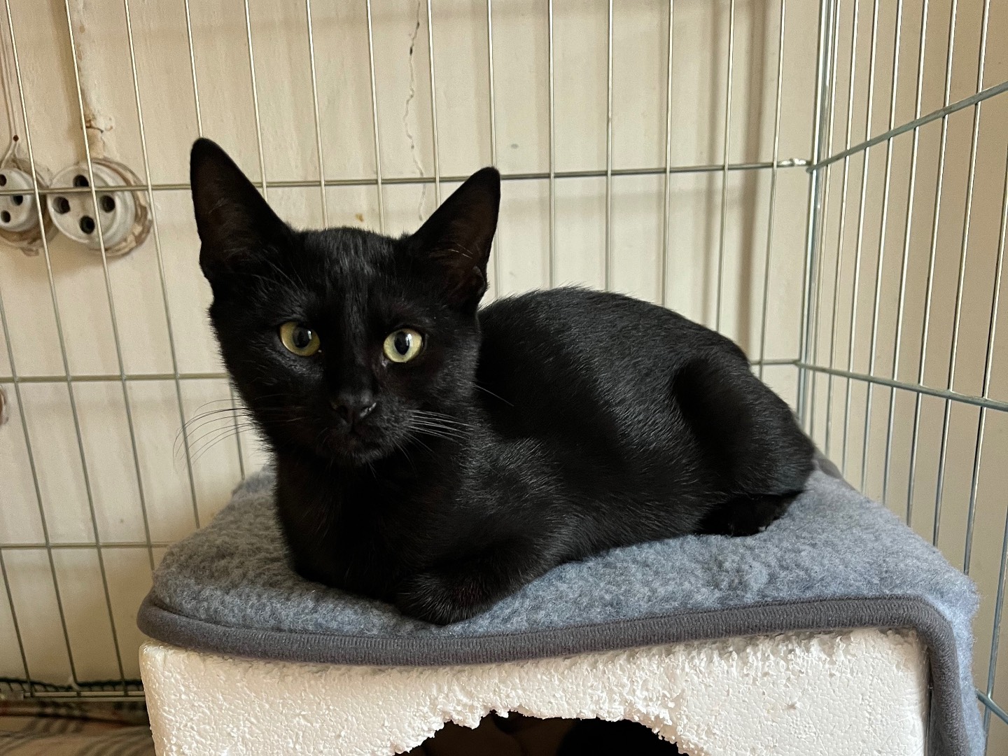 Adozione gatto, femmina, Razza sconosciuta Razza sconosciuta, 5 mesi, taglia non valida, Padova