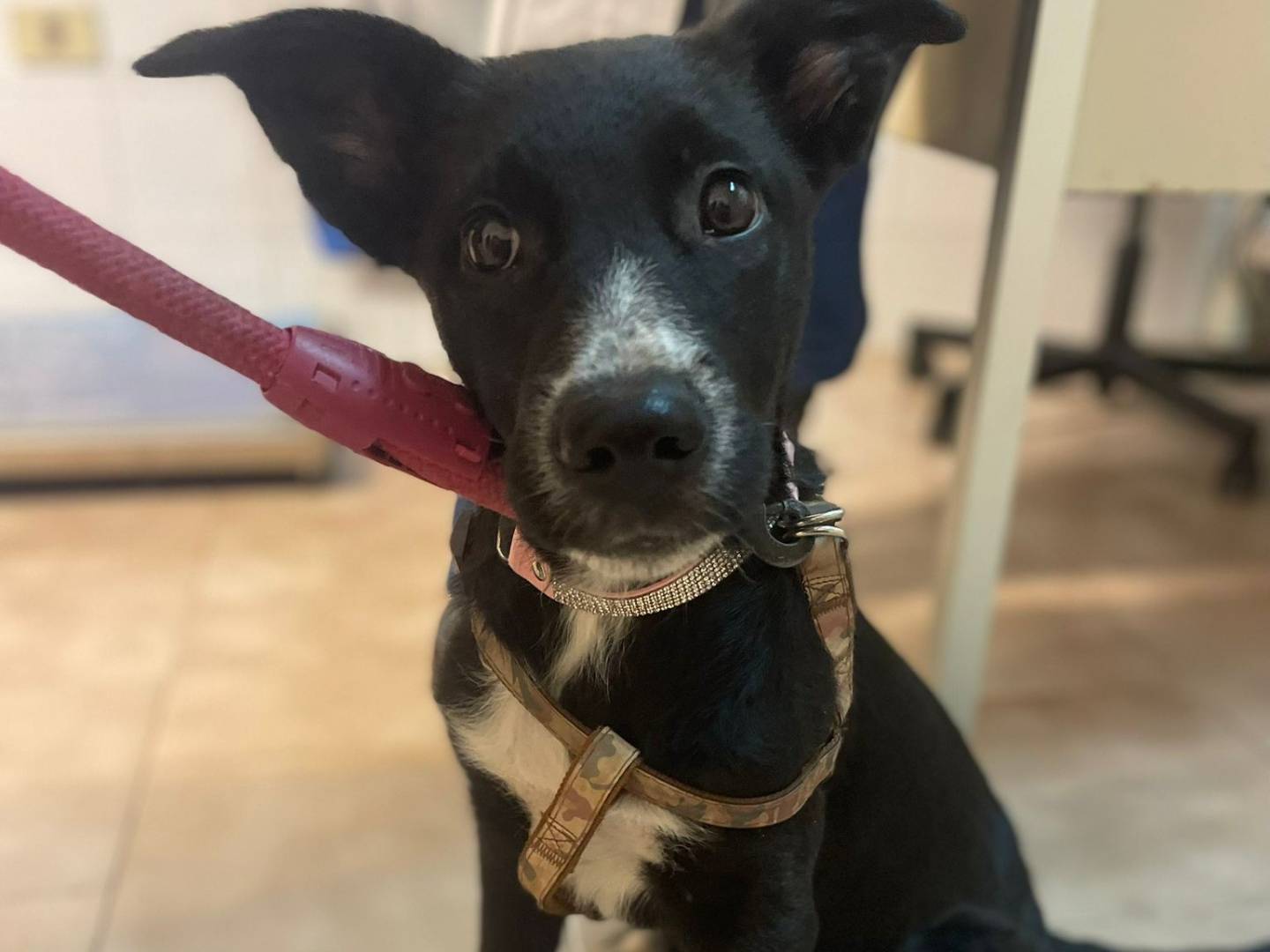 Adozione cane, femmina, Razza sconosciuta Razza sconosciuta, 4 mesi, taglia media, Bari