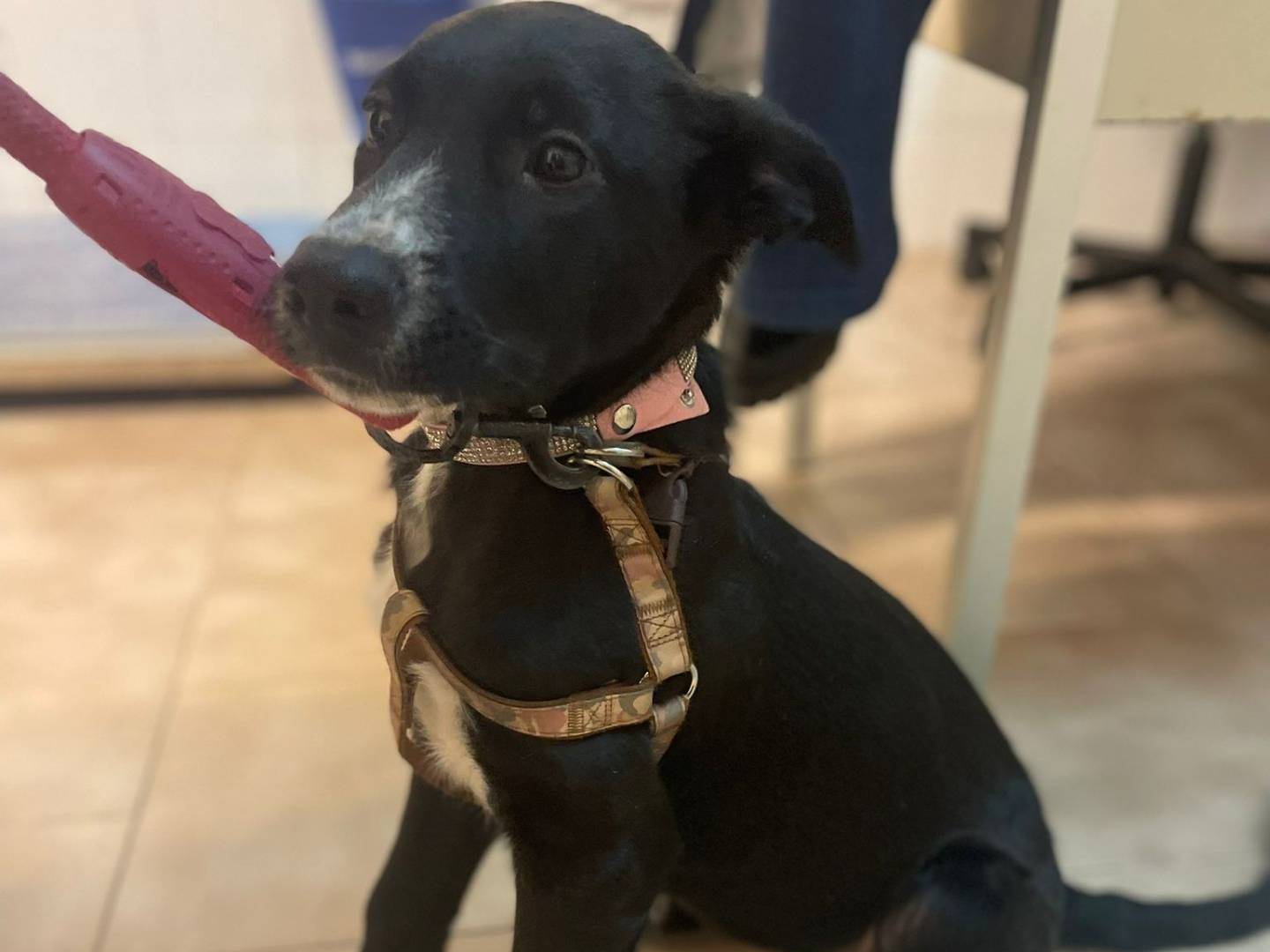 Adotta un cane, taglia media, femmina, Bari