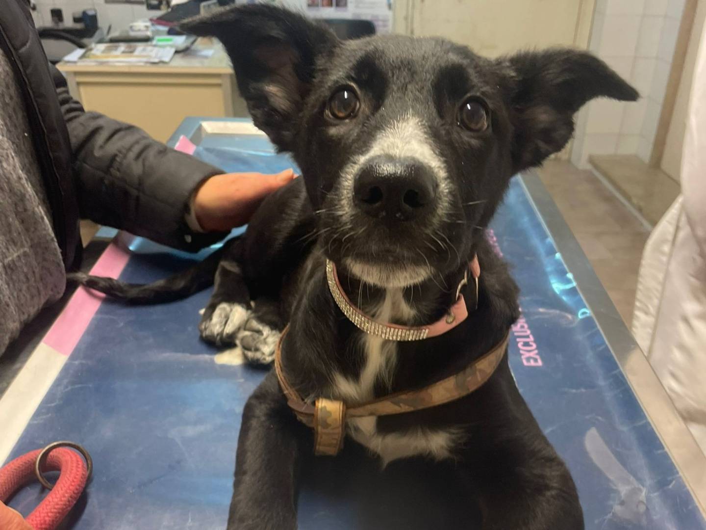 Vuoi adottare un cane a Bari?