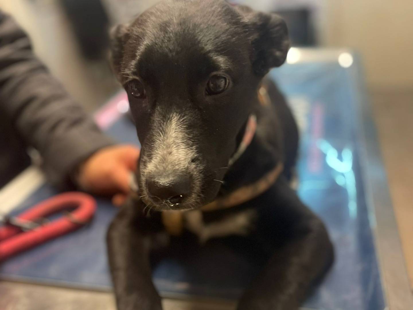 Adotta il cane BELLA a Bari