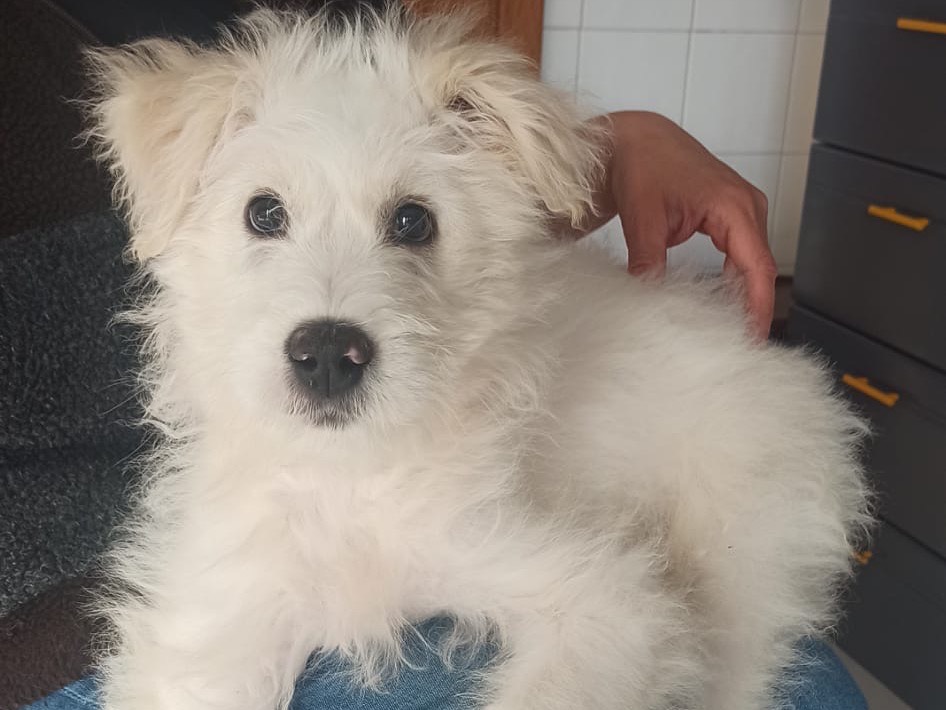 Adotta un cane, taglia media, maschio, Milano