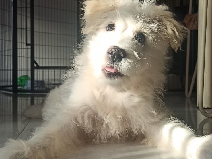 Vuoi adottare un cane a Milano?