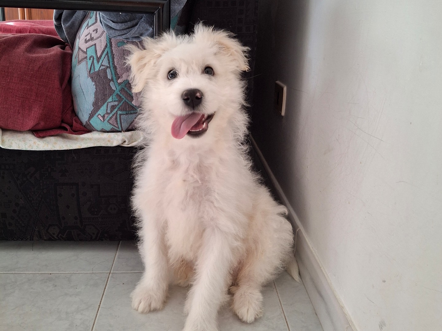 Adozione cane, maschio, Spinone Razza sconosciuta, 2 mesi, taglia media, Milano