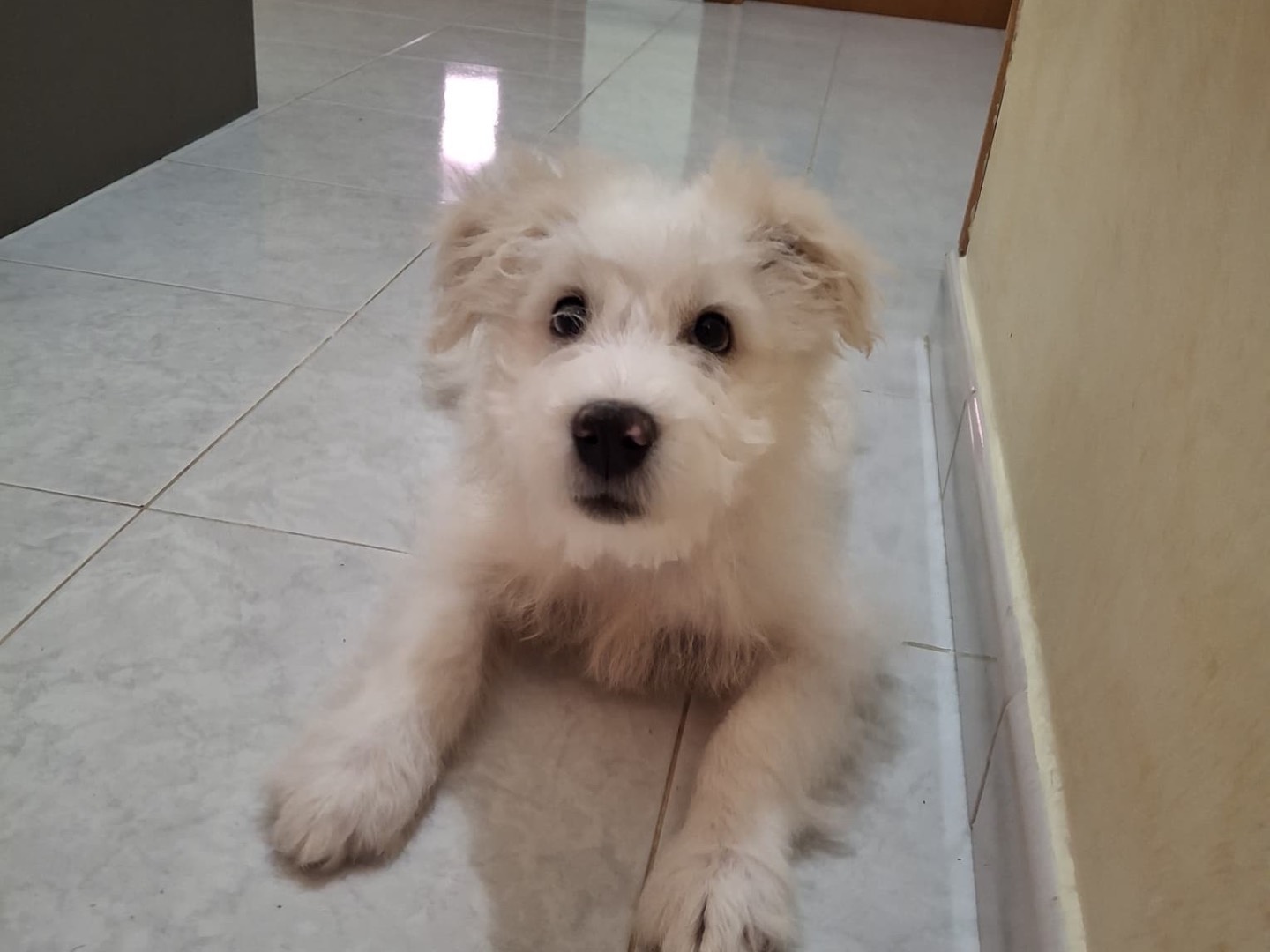 Adotta il cane Leon a Milano