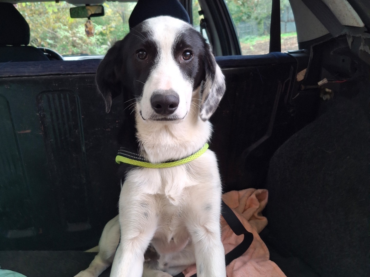 Adozione cane, maschio, Razza sconosciuta Razza sconosciuta, 7 mesi, taglia media, Milano