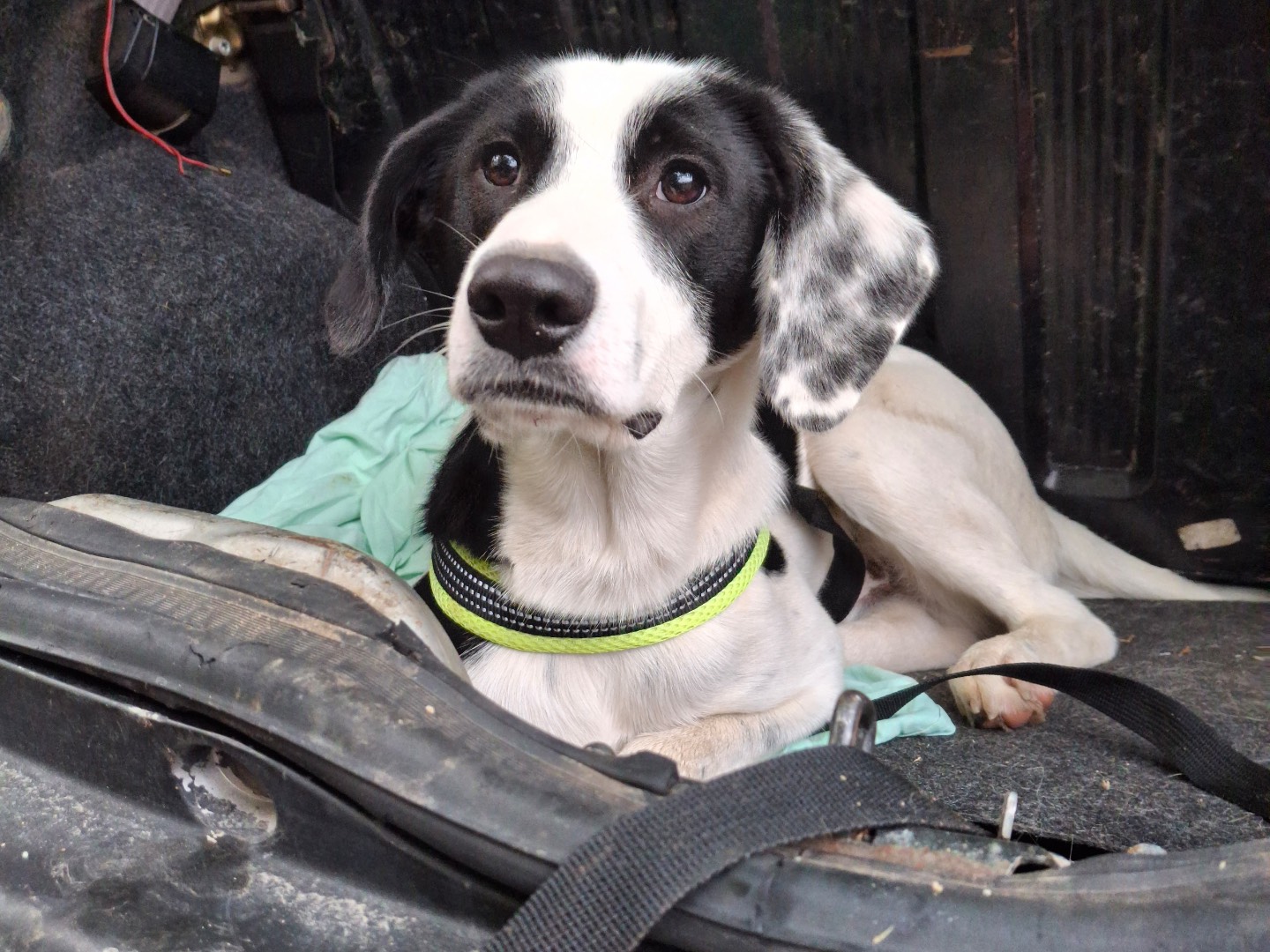 Adotta un cane, maschio, 7 mesi, Milano