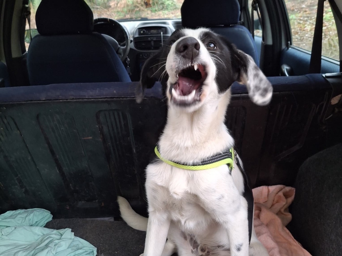 Adotta un cane, taglia media, maschio, Milano