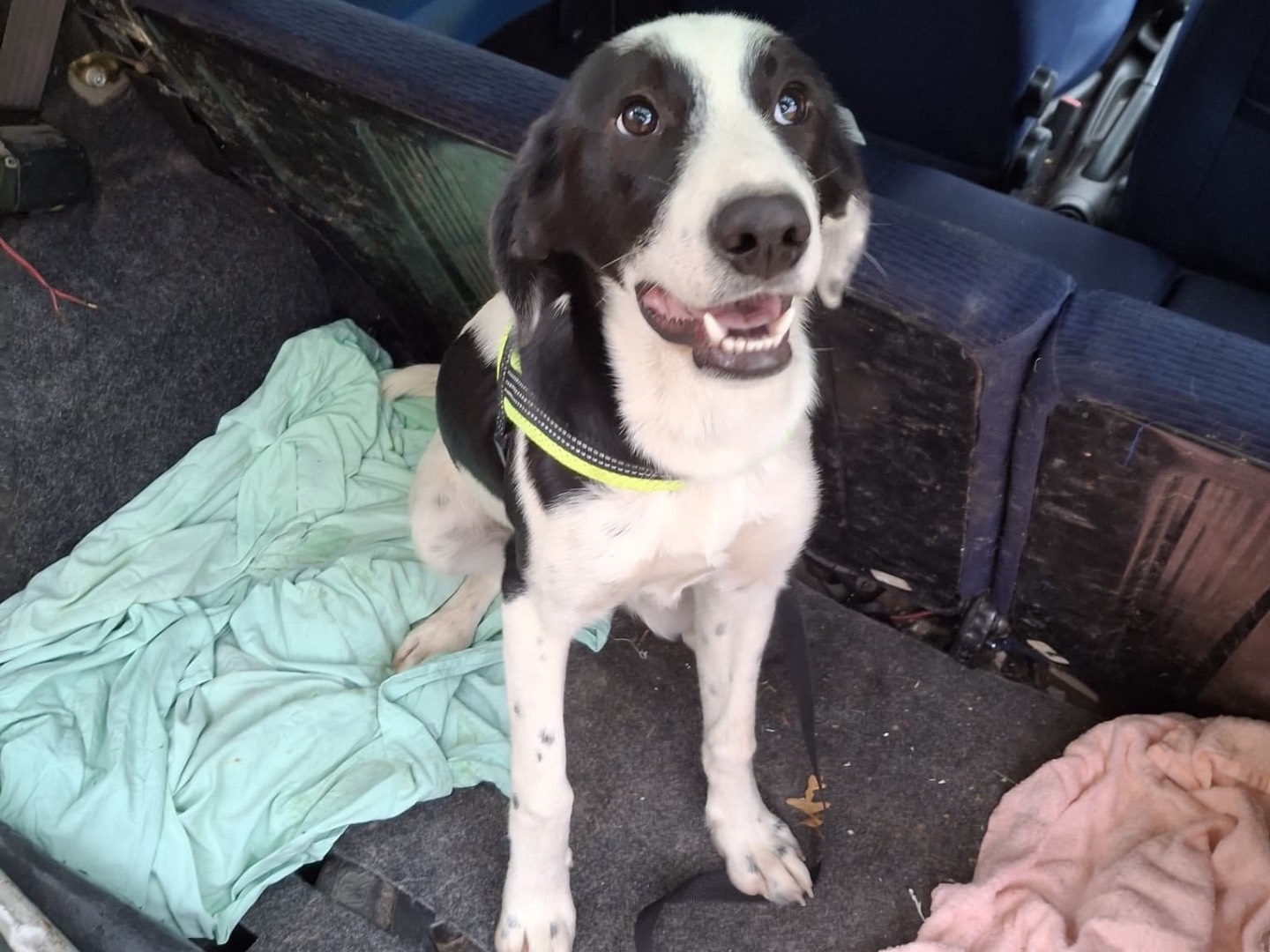 Vuoi adottare un cane a Milano?