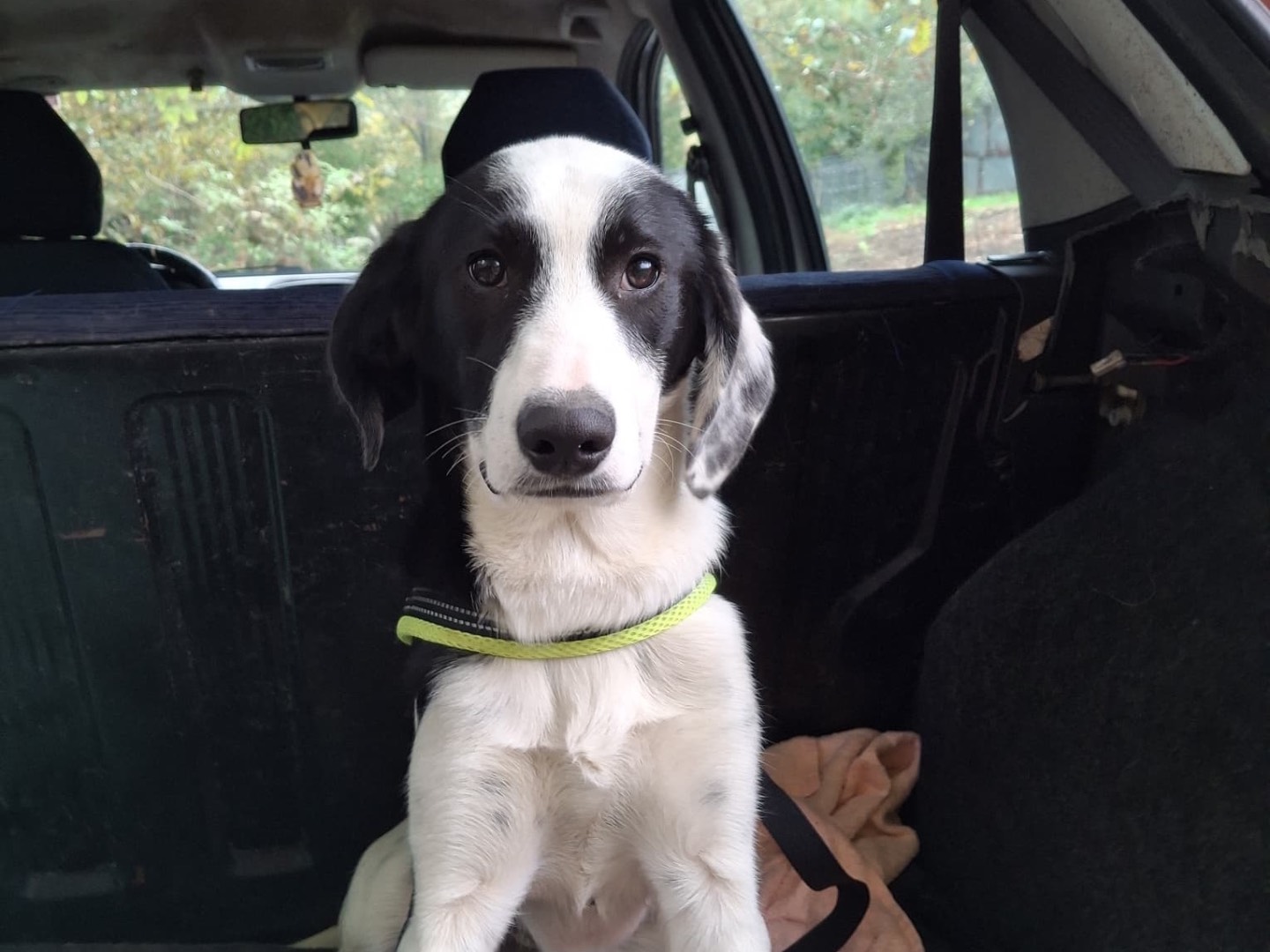 Adotta il cane Lukaku a Milano