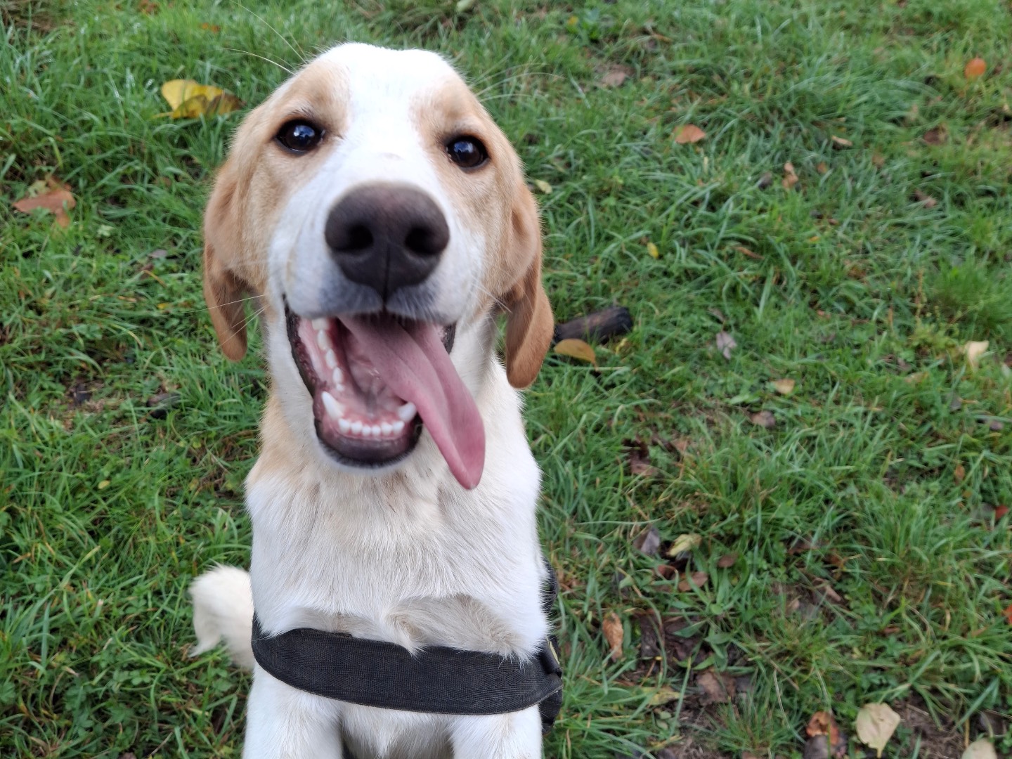 Adotta il cane Simeone a Milano