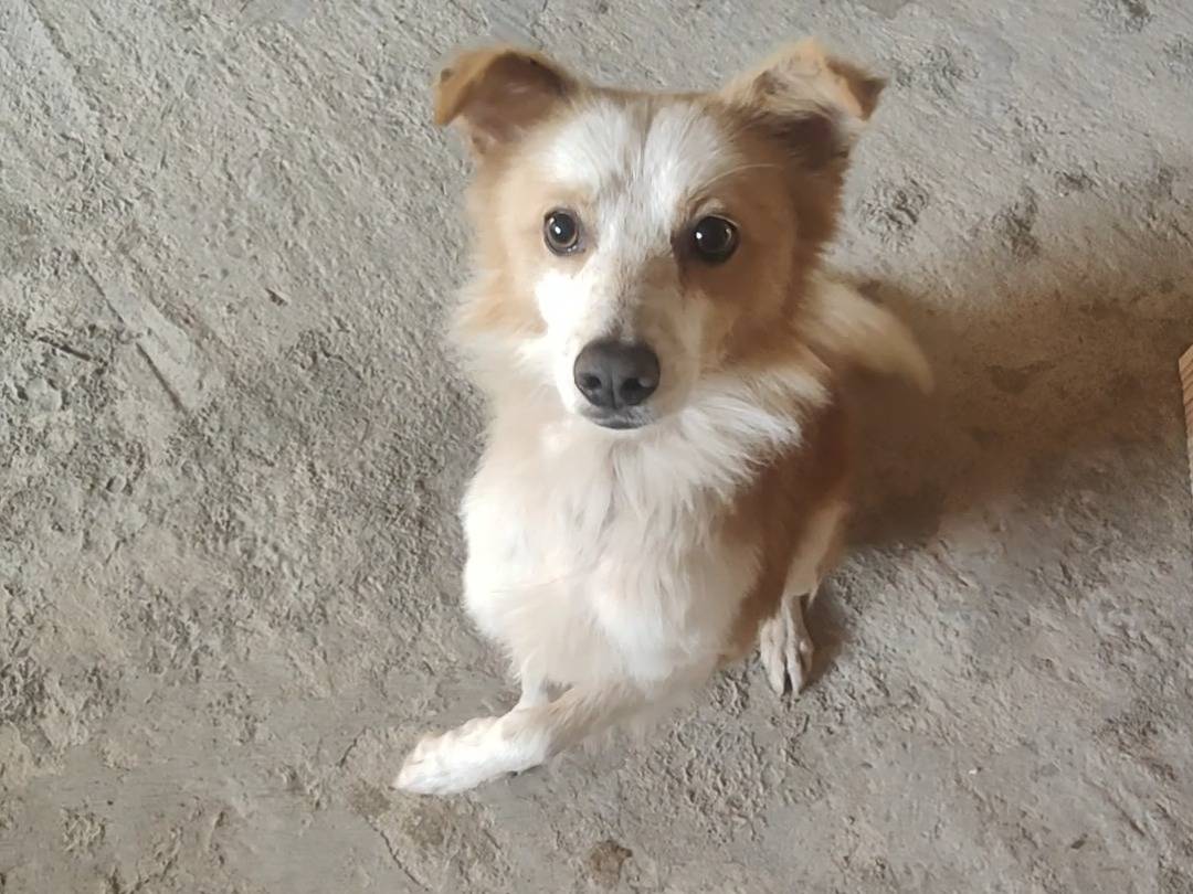 Adozione cane, maschio, Razza sconosciuta Razza sconosciuta, 1 anno e 10 mesi, taglia media contenuta, Vibo