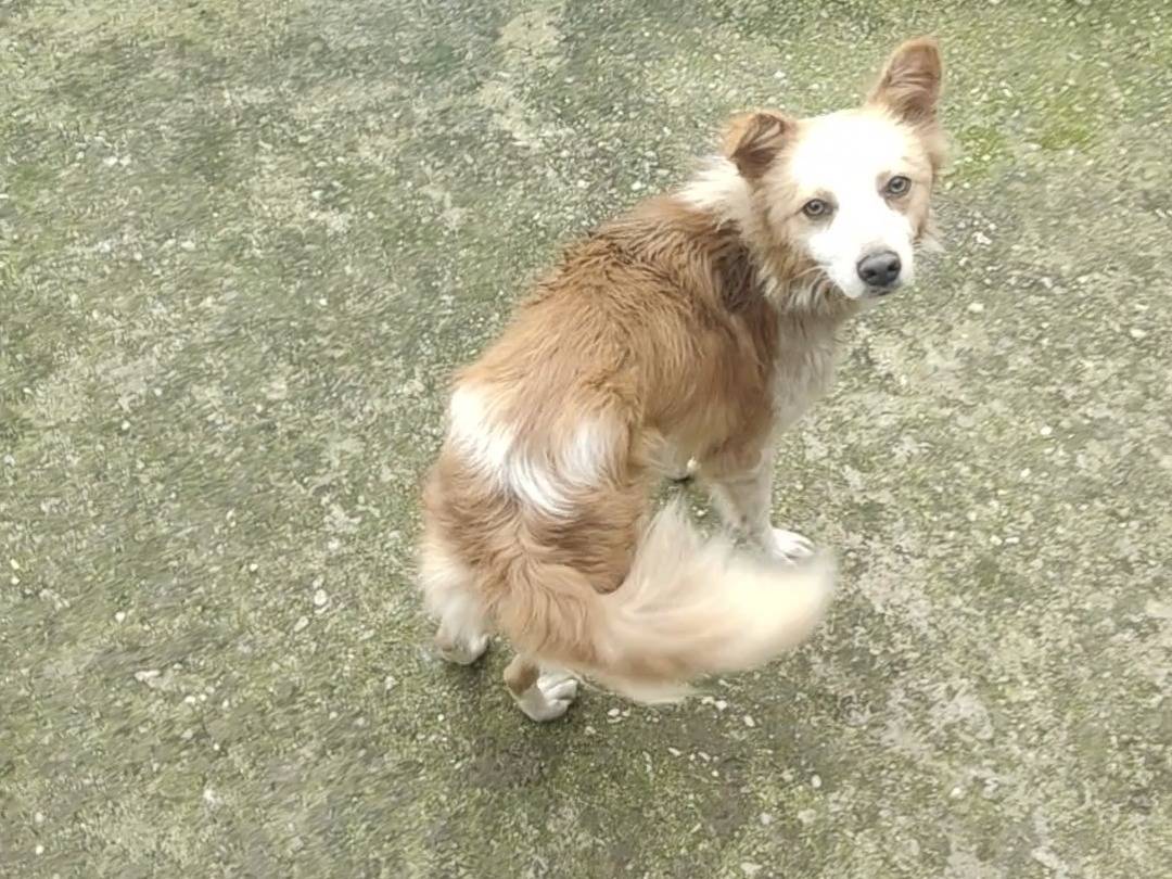 Adotta un cane, maschio, 1 anno e 10 mesi, Vibo