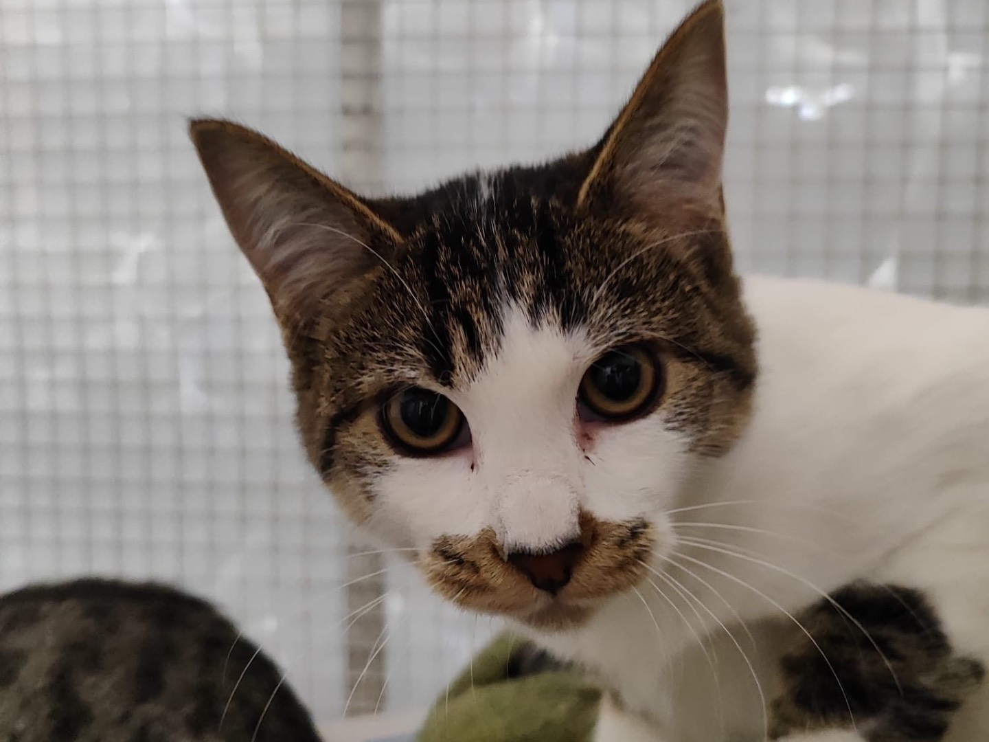 Adozione gatto, maschio, Razza sconosciuta Razza sconosciuta, 6 mesi, taglia non valida, Milano