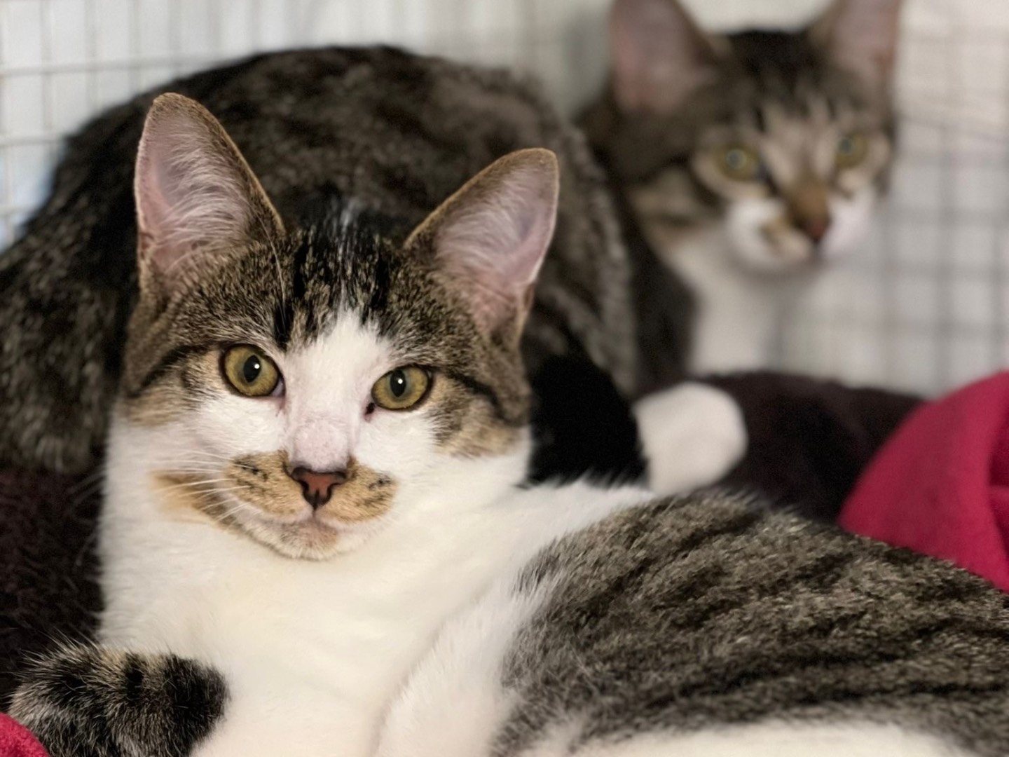 Adotta un gatto, maschio, 6 mesi, Milano