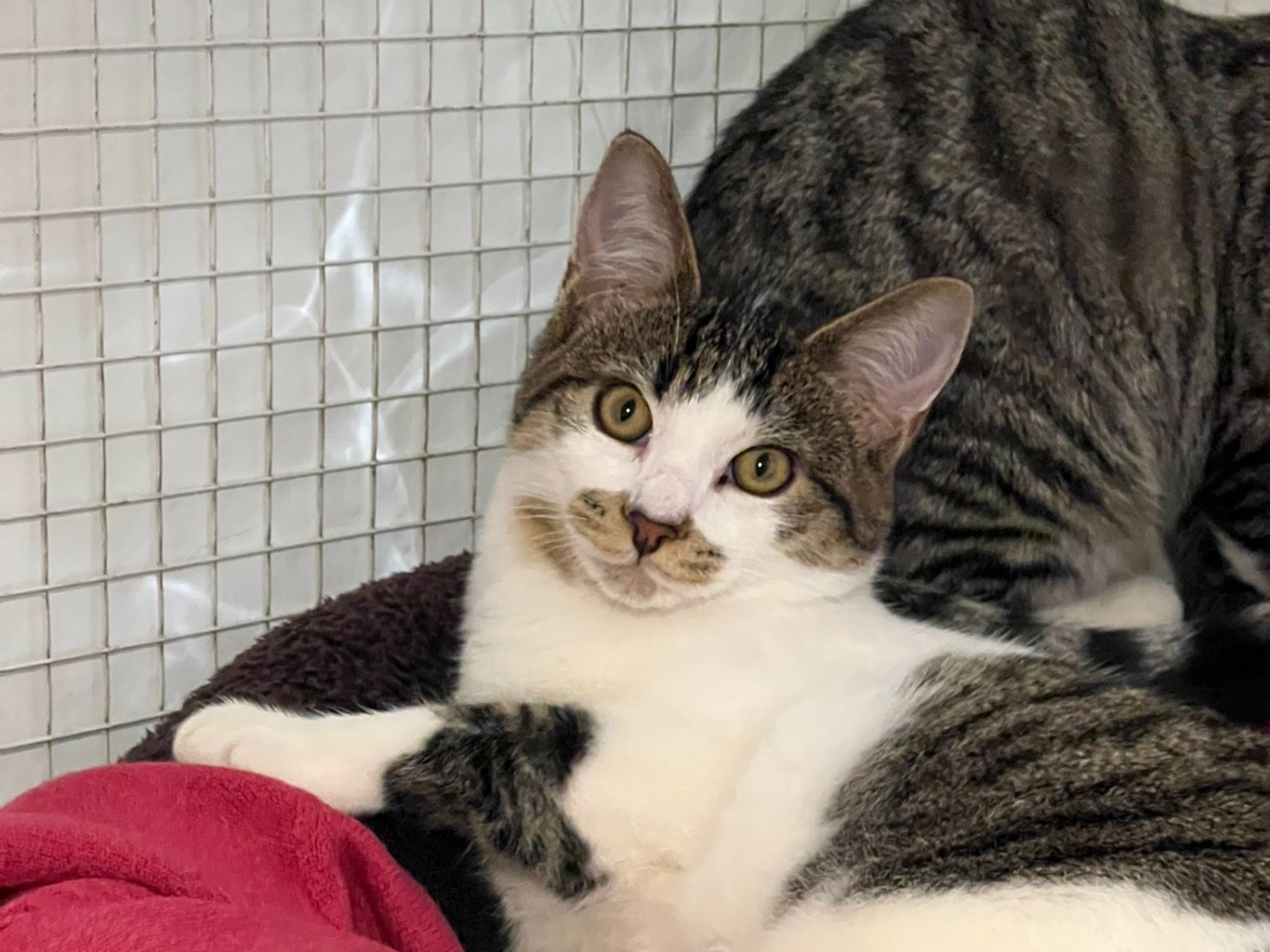 Adotta un gatto, taglia non valida, maschio, Milano