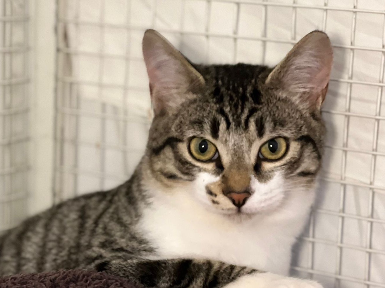 Adotta un gatto, maschio, 6 mesi, Milano