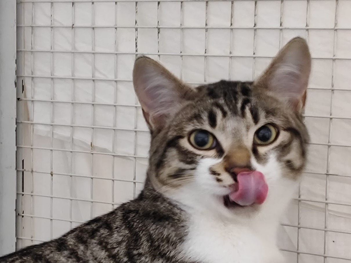 Adotta un gatto, taglia non valida, maschio, Milano