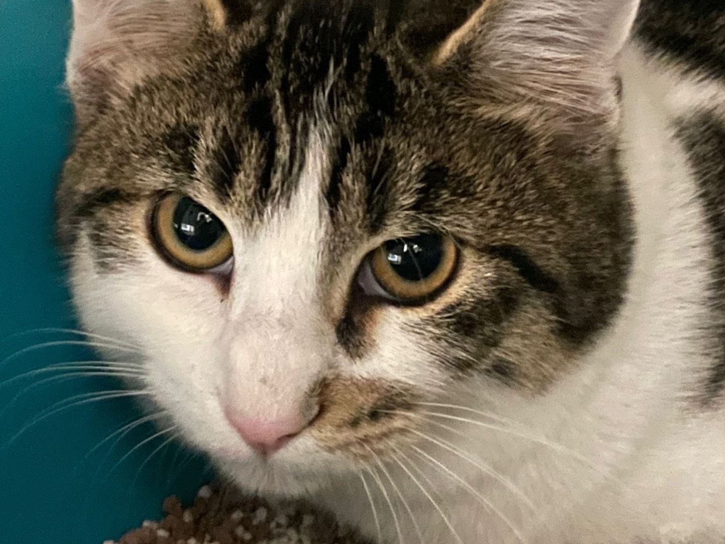 Vuoi adottare un gatto a Milano?