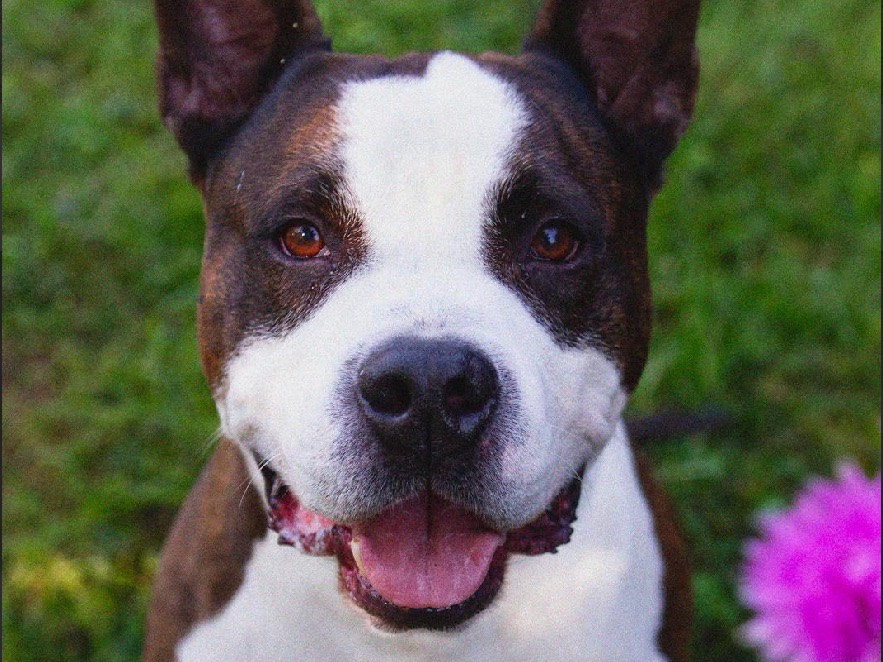 Vuoi adottare un cane a Treviso?